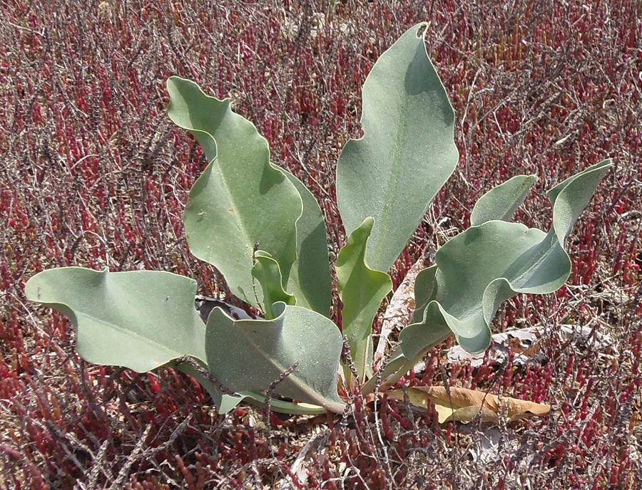 Image of Limonium scoparium specimen.