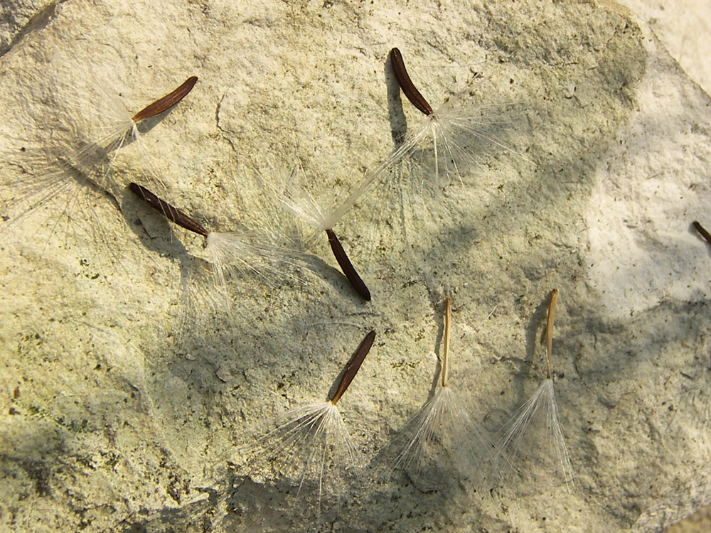 Image of Crepis sonchifolia specimen.