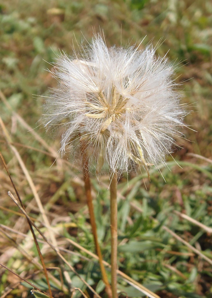 Image of Scorzonera parviflora specimen.