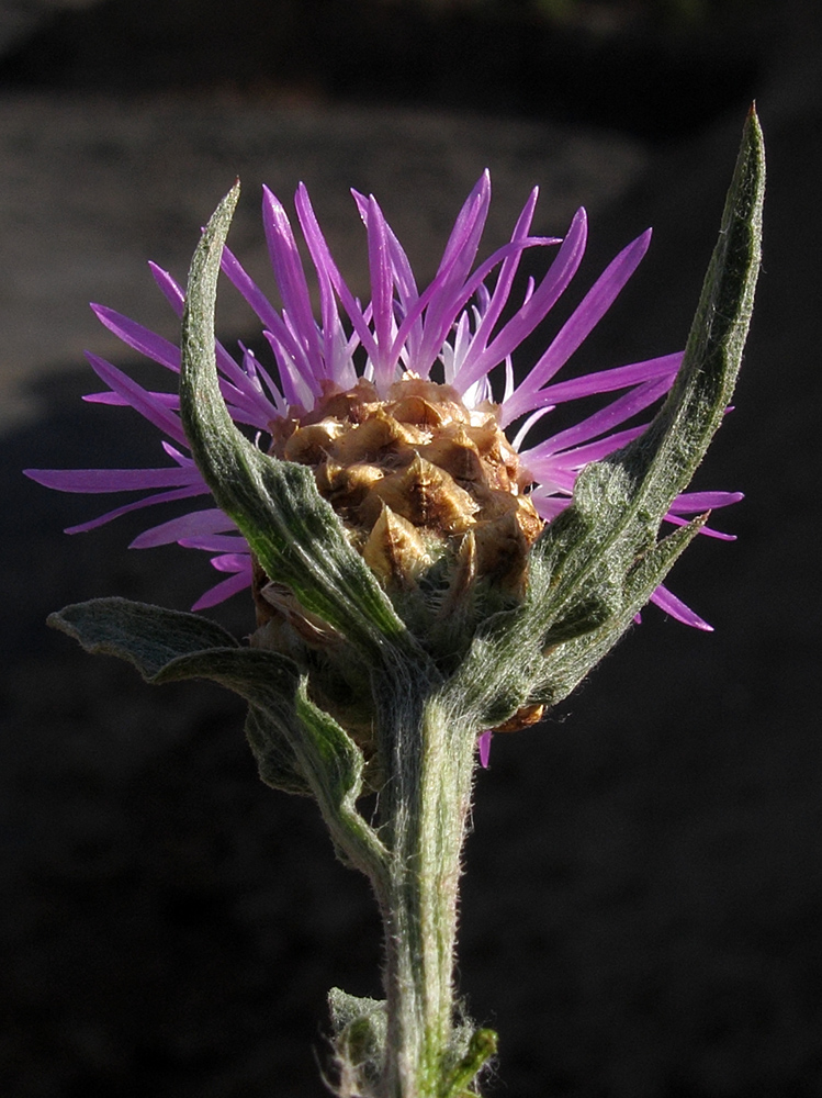 Изображение особи Centaurea jacea ssp. substituta.