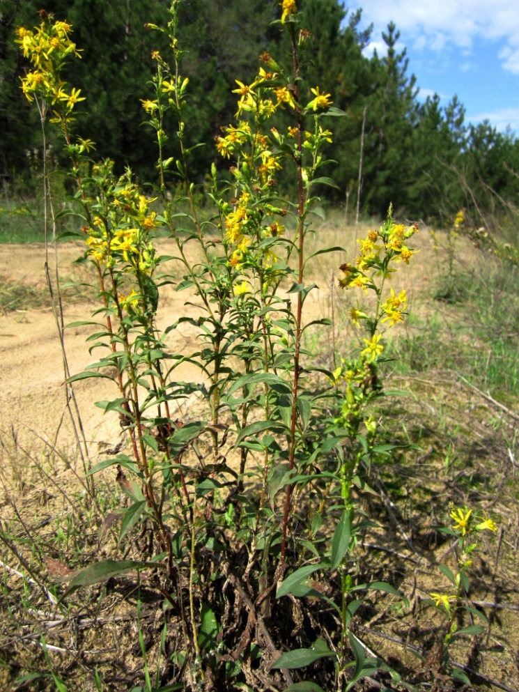 Изображение особи Solidago virgaurea.