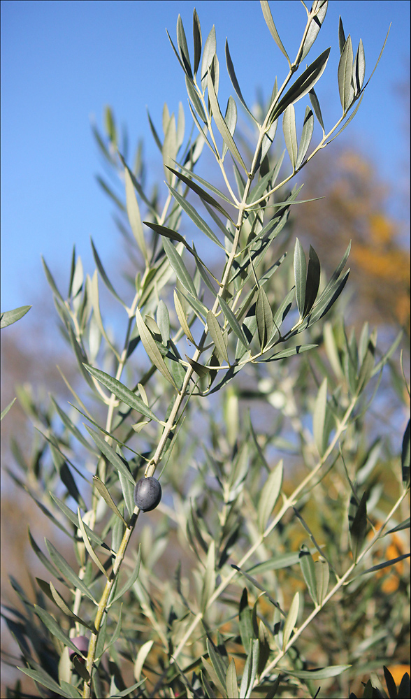 Image of Olea europaea specimen.