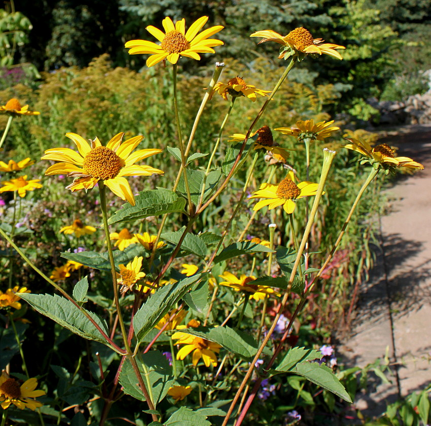 Image of Heliopsis helianthoides ssp. scabra specimen.