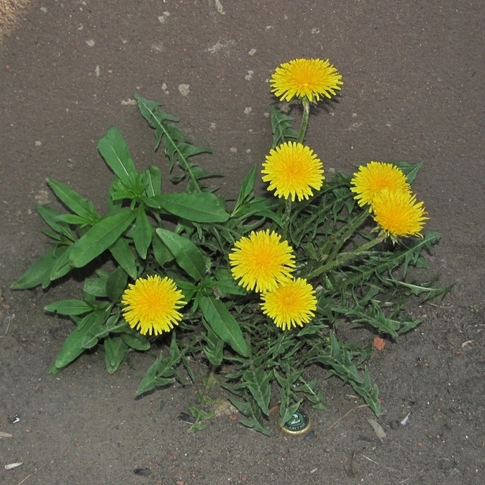 Image of Taraxacum officinale specimen.