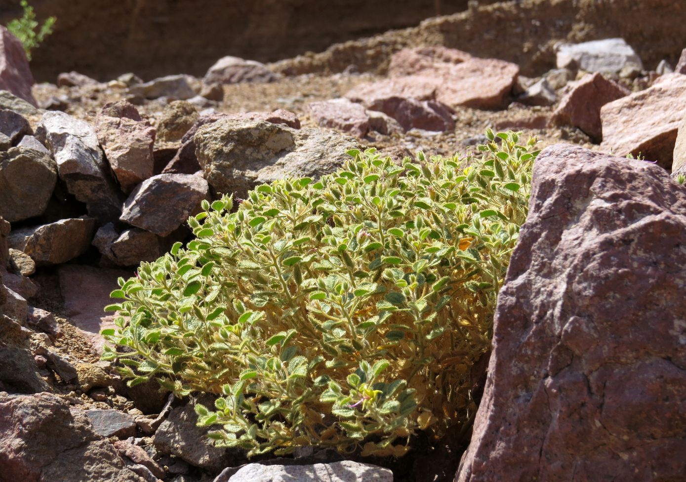 Image of Cleome droserifolia specimen.