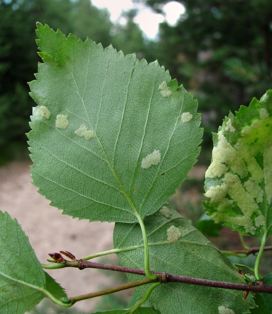 Image of Betula pubescens specimen.