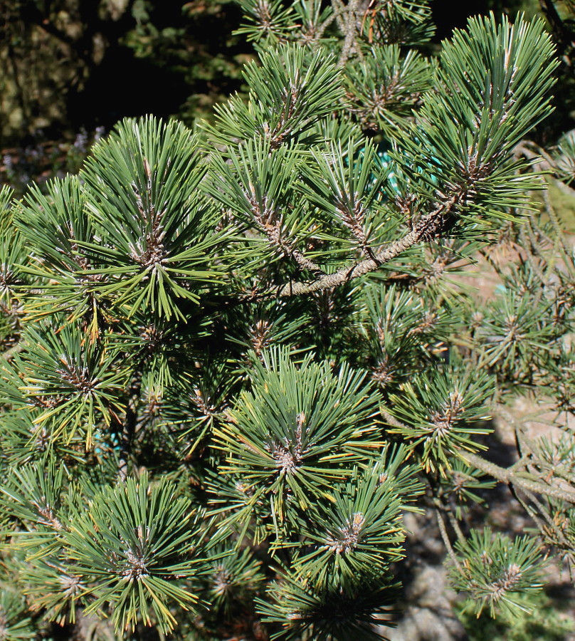 Image of Pinus thunbergii specimen.