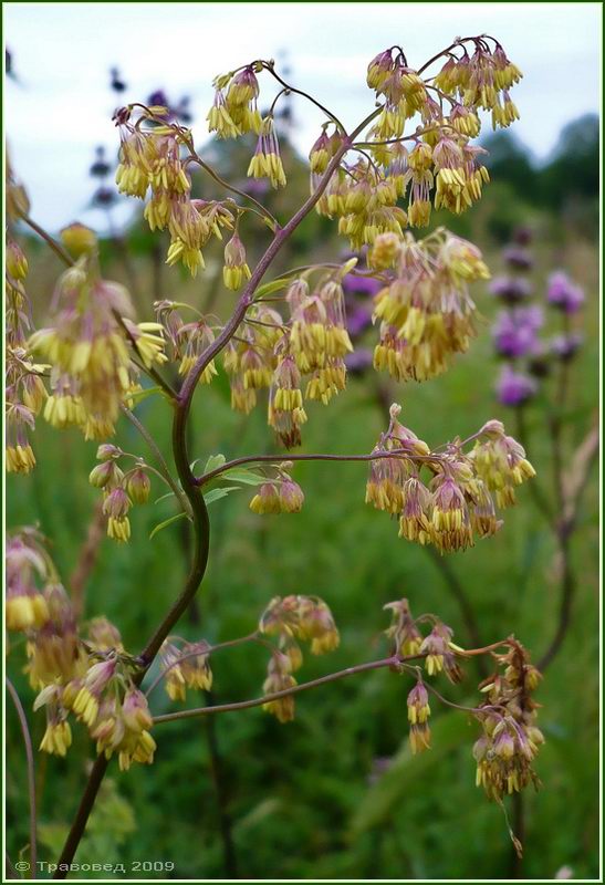 Image of Thalictrum simplex specimen.