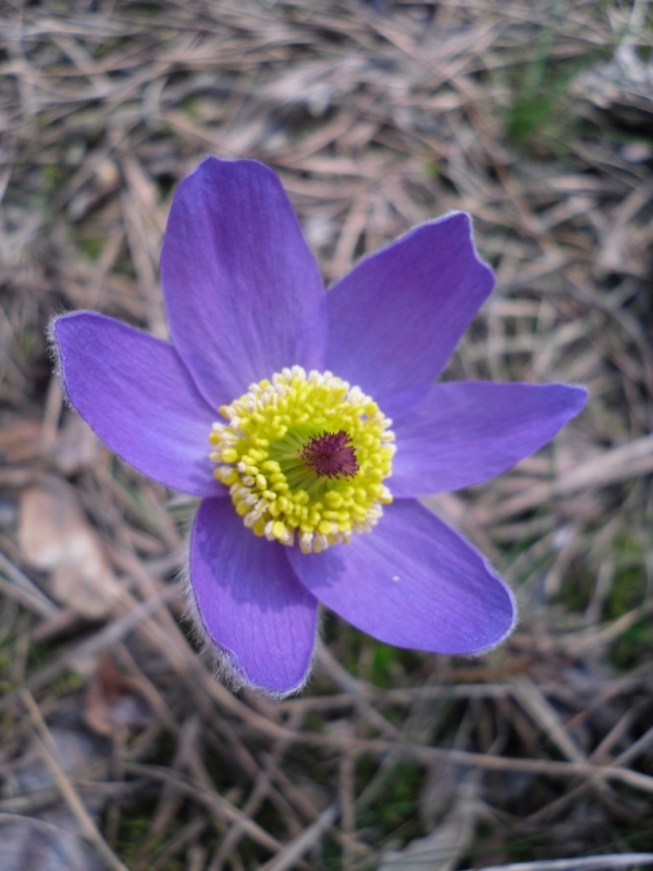 Image of Pulsatilla patens specimen.