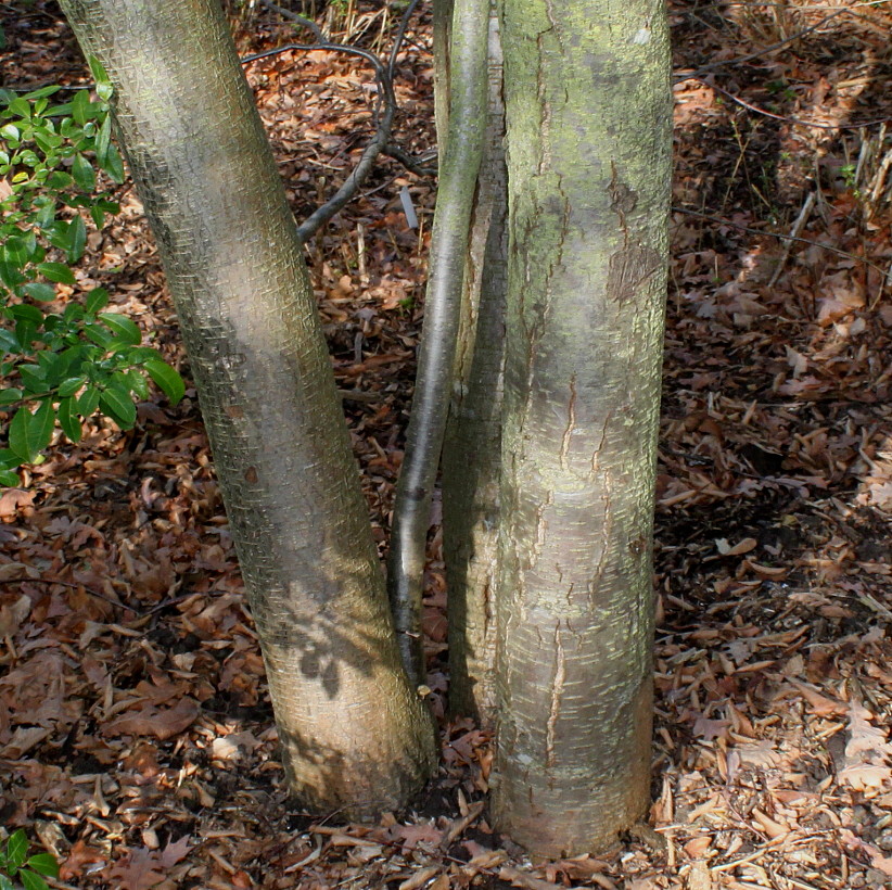 Image of Nothofagus &times; alpina specimen.