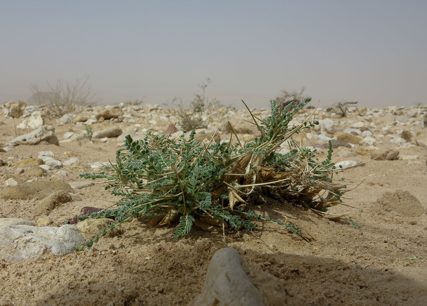 Изображение особи Astragalus sieberi.