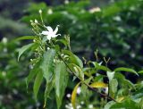 Tabernaemontana orientalis. Верхушка ветви с цветком и бутонами. Таиланд, национальный парк Си Пханг-нга. 19.06.2013.