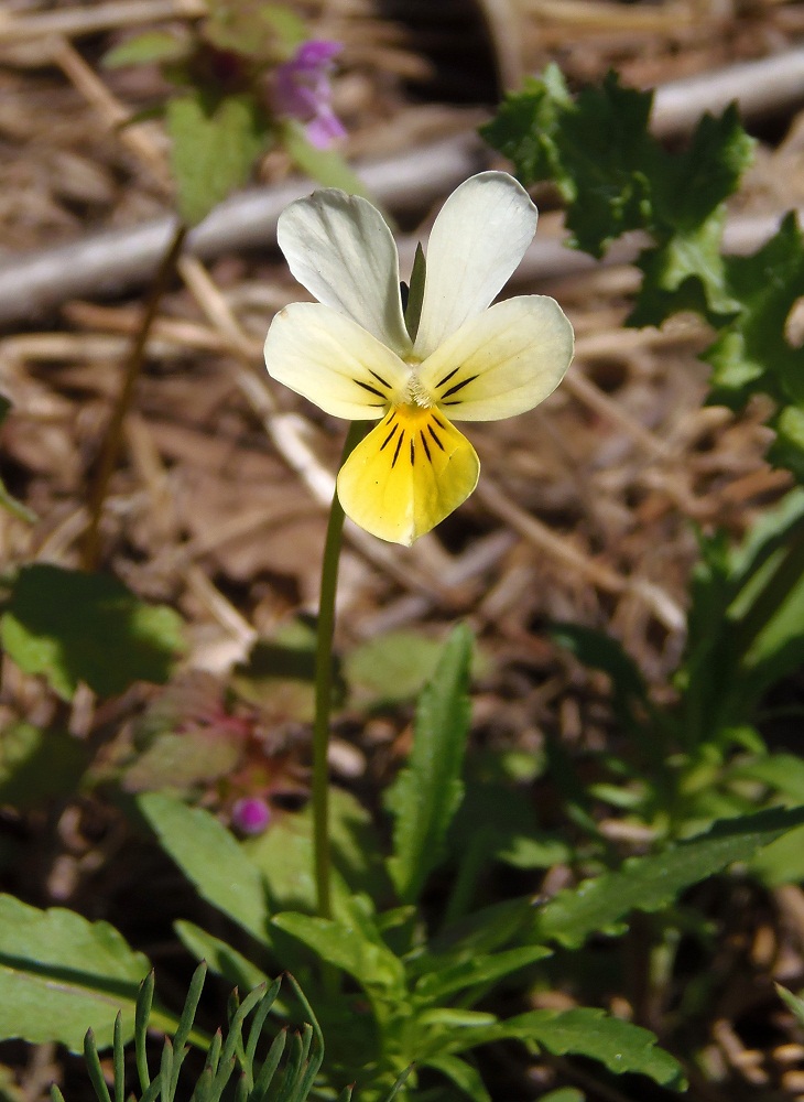 Image of Viola &times; contempta specimen.