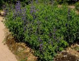 Baptisia australis. Цветущие растения. Германия, г. Дюссельдорф, Ботанический сад университета. 02.06.2014.