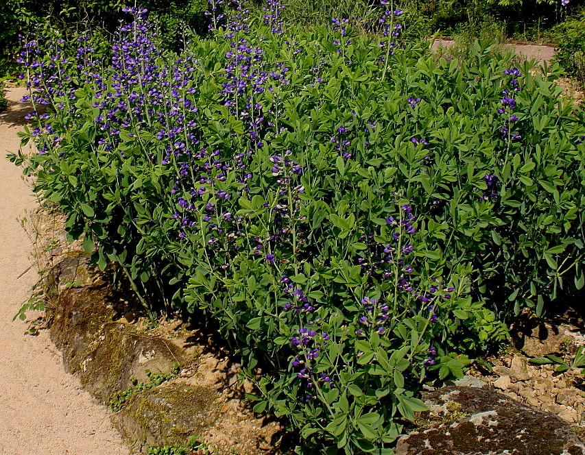 Image of Baptisia australis specimen.