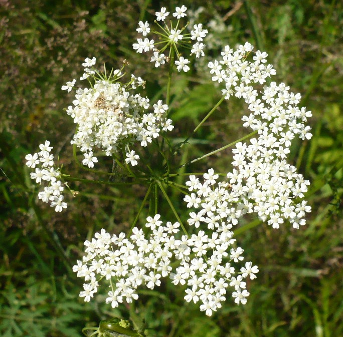 Изображение особи семейство Apiaceae.