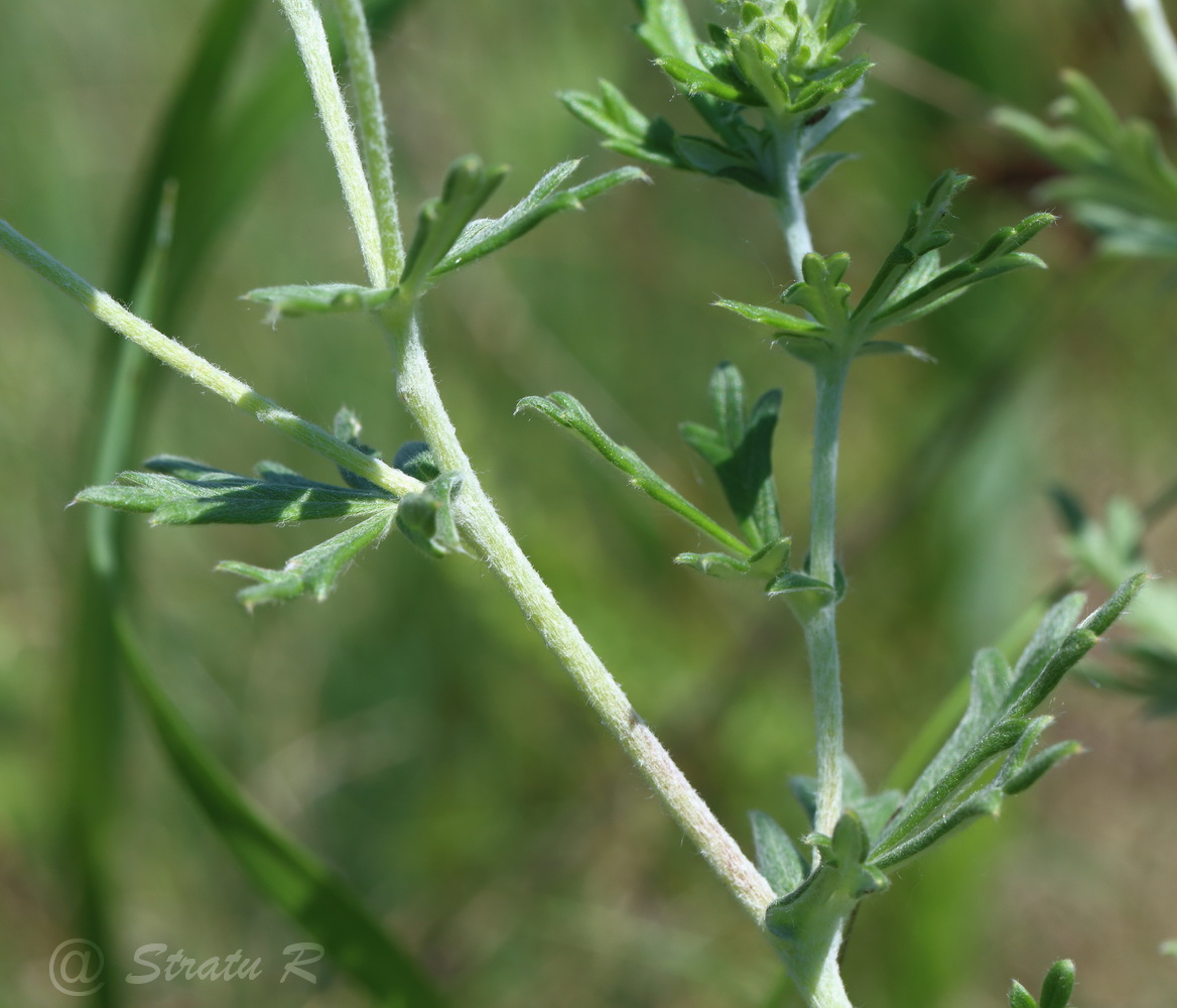 Image of Potentilla argentea specimen.