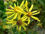 Senecio paludosus