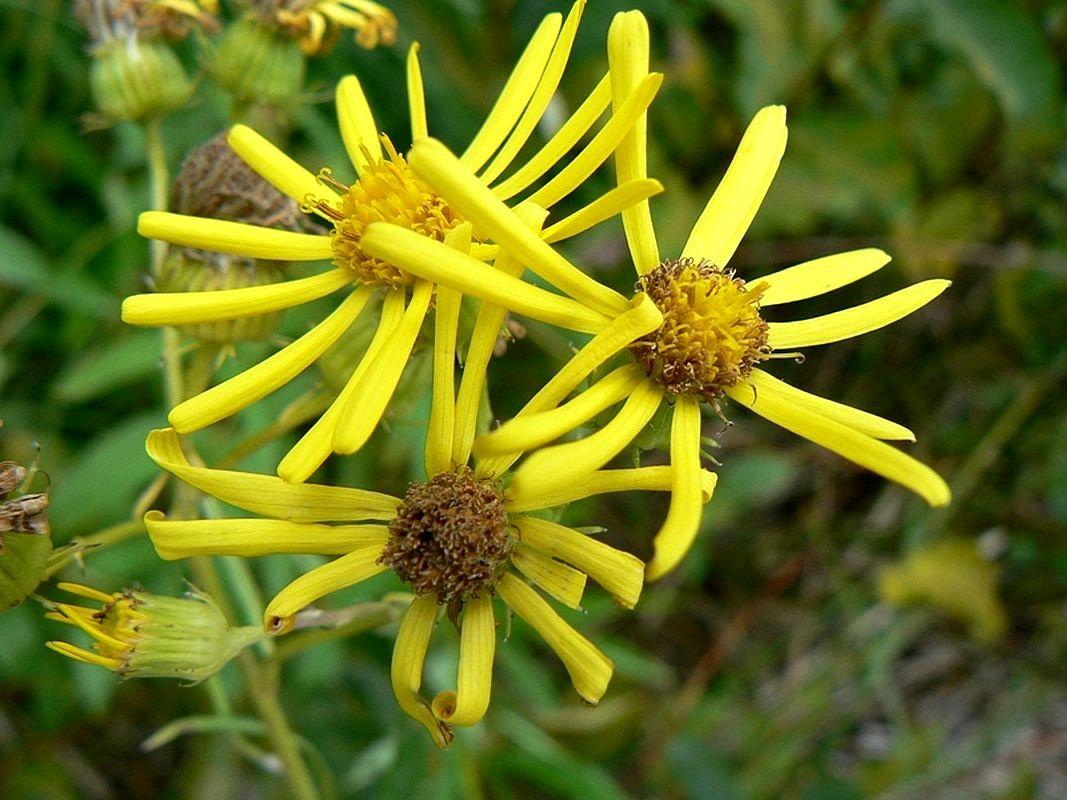 Image of Senecio paludosus specimen.