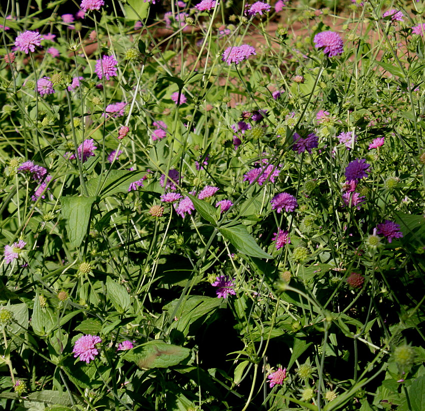 Image of genus Knautia specimen.