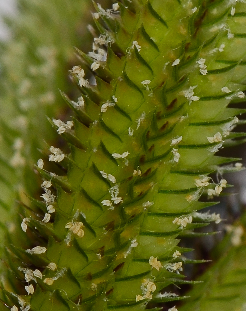 Image of Dactyloctenium aegyptium specimen.