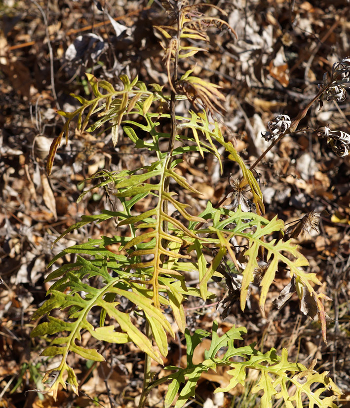 Image of familia Asteraceae specimen.