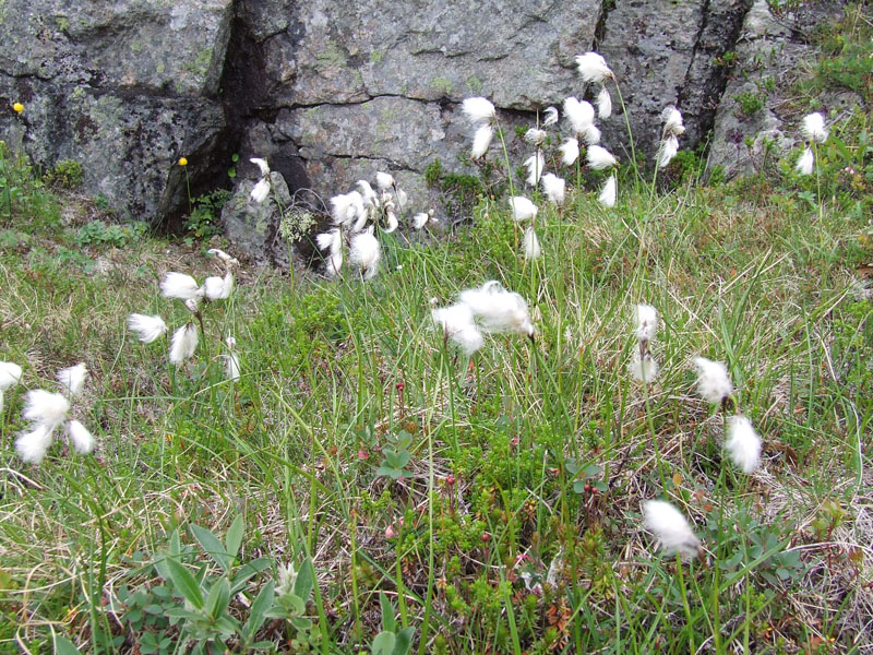 Image of Eriophorum angustifolium specimen.