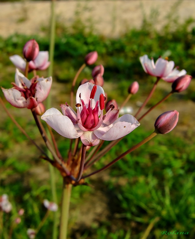 Изображение особи Butomus umbellatus.