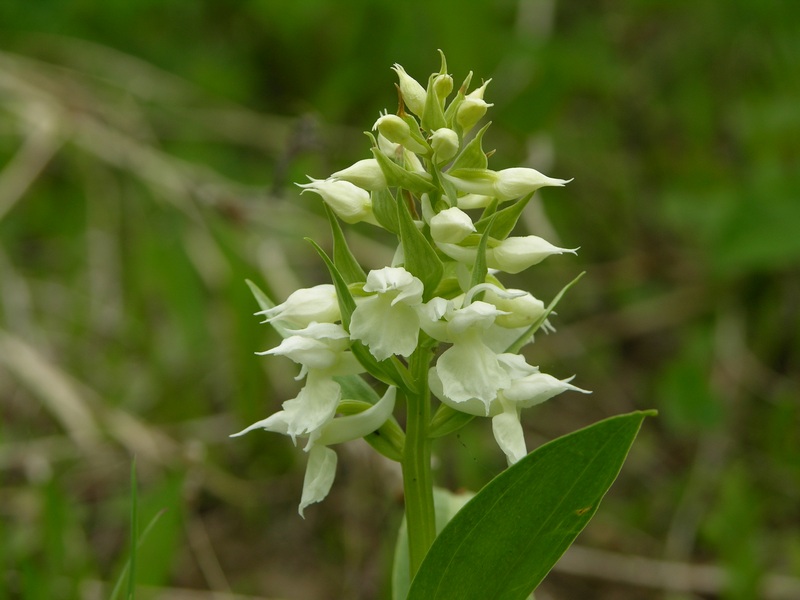 Изображение особи Dactylorhiza aristata.