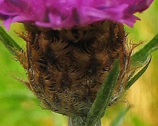 Image of genus Centaurea specimen.