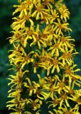 Ligularia fischeri