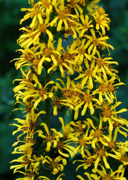 Изображение особи Ligularia fischeri.