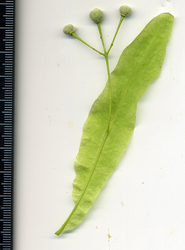 Image of Tilia cordifolia specimen.