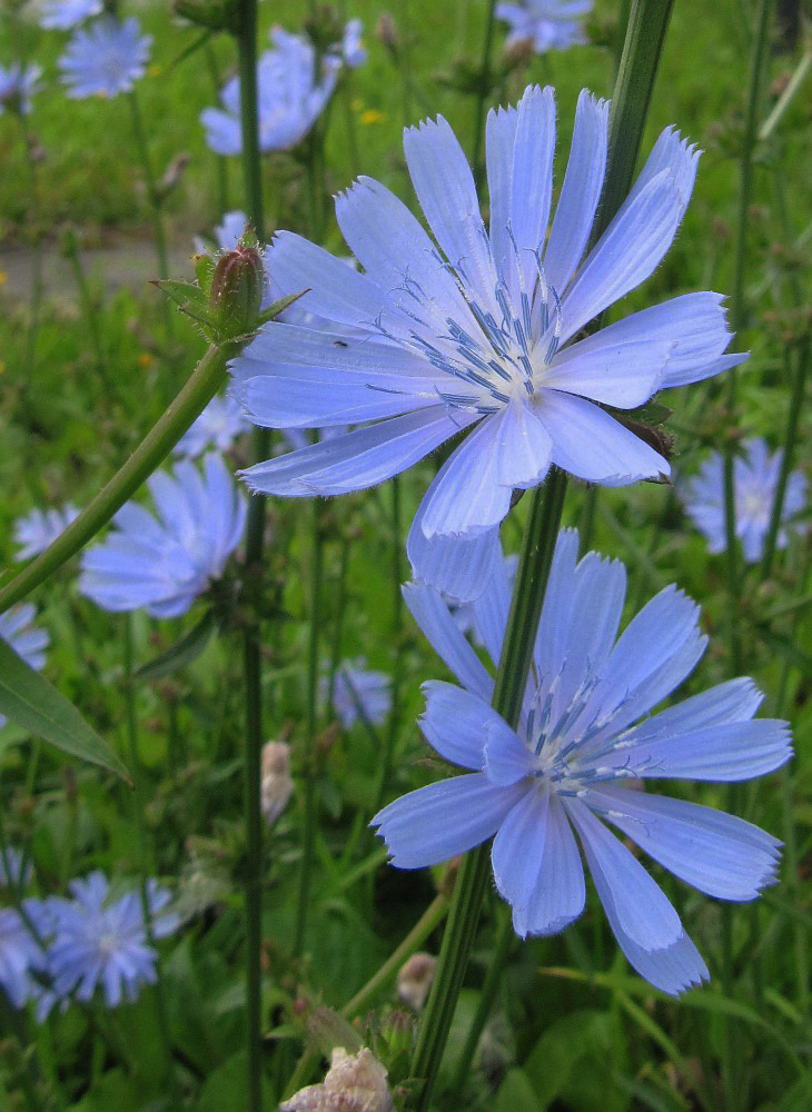 Image of Cichorium intybus specimen.