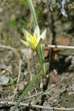 Tulipa dasystemonoides