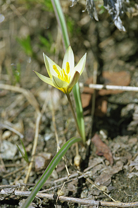 Image of Tulipa dasystemonoides specimen.