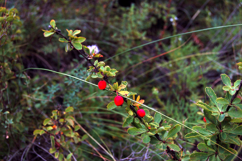 Image of Berberis sibirica specimen.