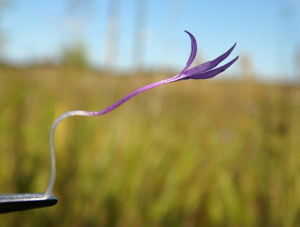 Image of Centaurea scabiosa specimen.