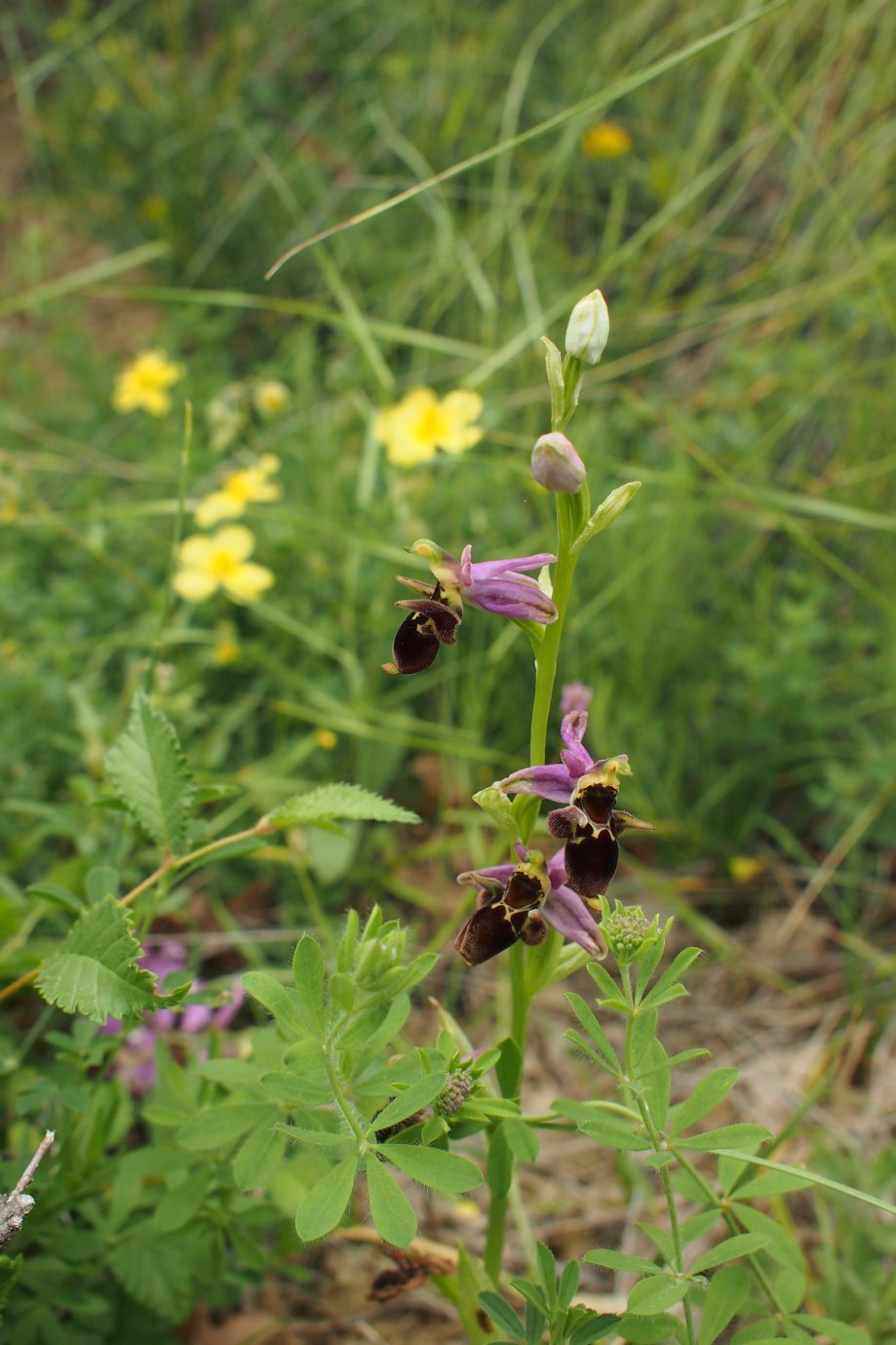 Image of Ophrys oestrifera specimen.