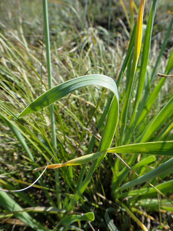 Image of Allium senescens specimen.