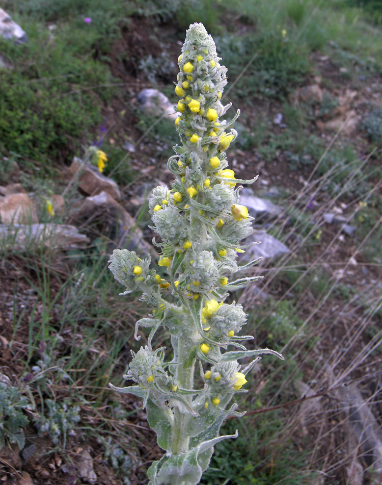 Изображение особи Verbascum gossypinum.