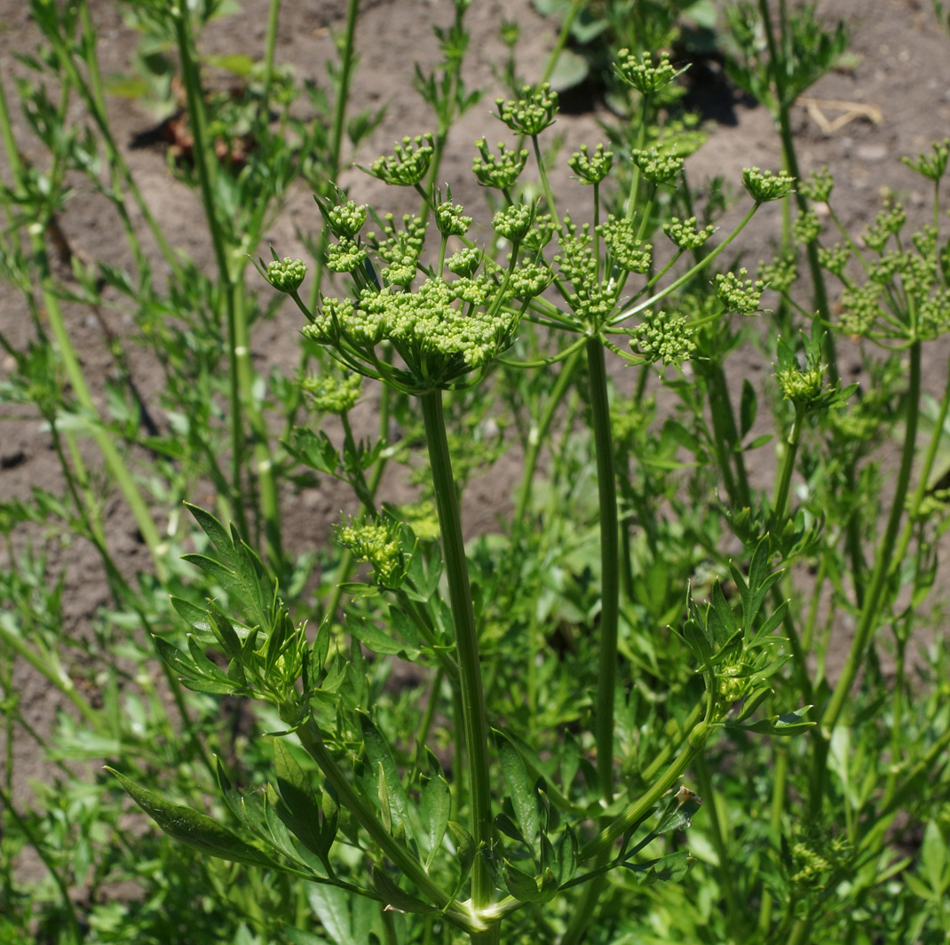 Image of Petroselinum crispum specimen.