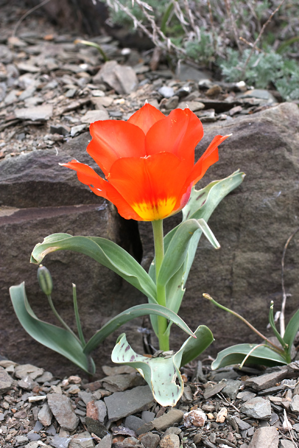 Image of Tulipa greigii specimen.