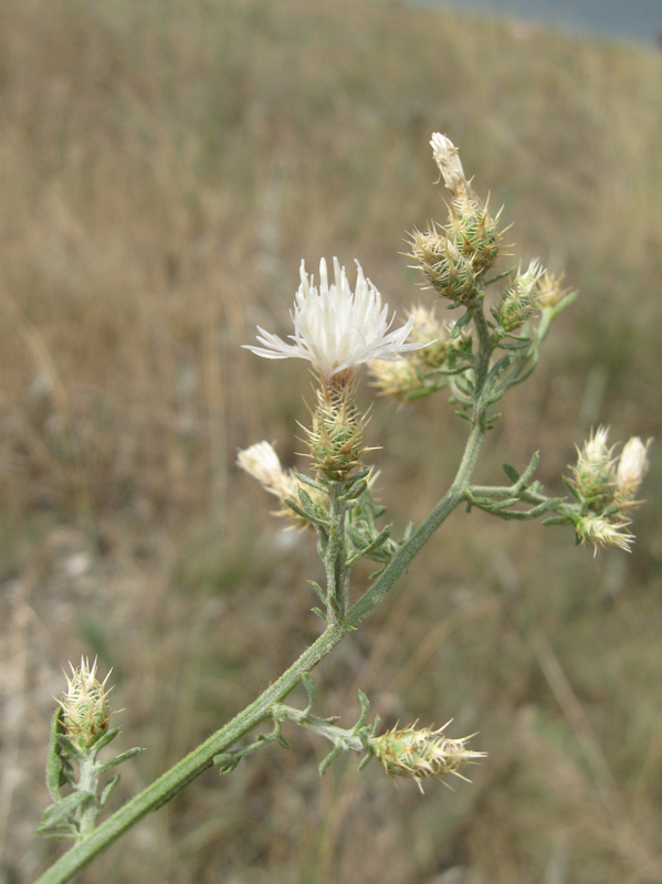 Image of Centaurea diffusa specimen.