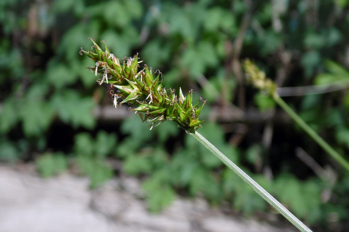 Image of genus Carex specimen.