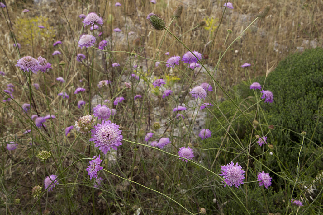 Image of Sixalix atropurpurea specimen.