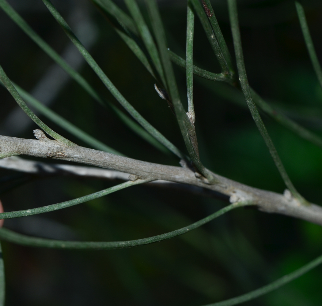 Изображение особи Hakea orthorrhyncha.