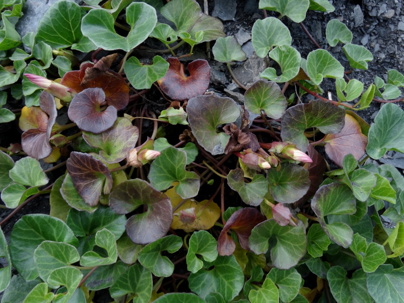 Image of Calystegia soldanella specimen.