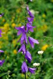 Campanula rapunculoides. Часть соцветия. Северная Осетия, Алагирский р-н, окр. пос. Верхний Фиагдон, ≈ 1200 м н.у.м., остепненный склон. 04.07.2016.