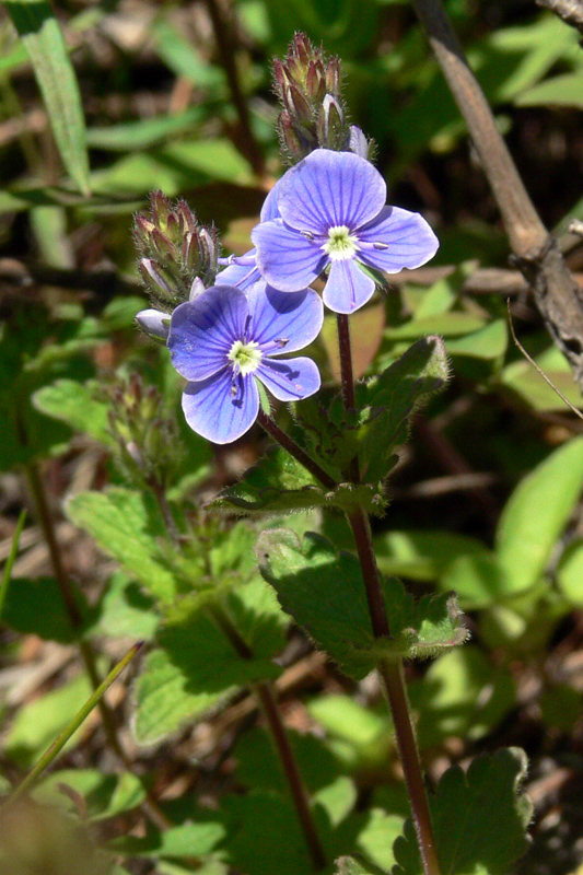 Image of Veronica chamaedrys specimen.